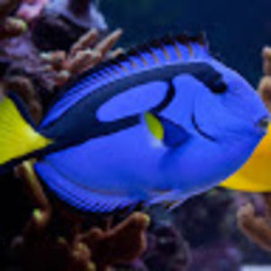 Meet your Posher, Ethan